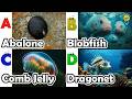 Learn Ocean Animal Names | ABC Sea Animals song | Most Popular Sea Creatures | Alphabets Kids Song