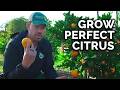 How to plant grow  care for citrus trees complete guide