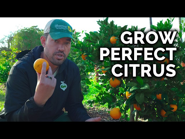 How to Plant, Grow, u0026 Care for Citrus Trees (COMPLETE GUIDE) class=