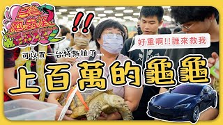 要提早小時排隊才能進去最盛大的台中爬蟲展 The biggest REPTILE festival in Taiwan 台灣爬蟲祭