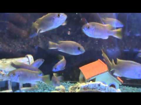 Acei Cichlid
