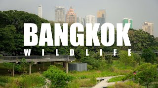 Bangkok.Wildlife [Eng RU]