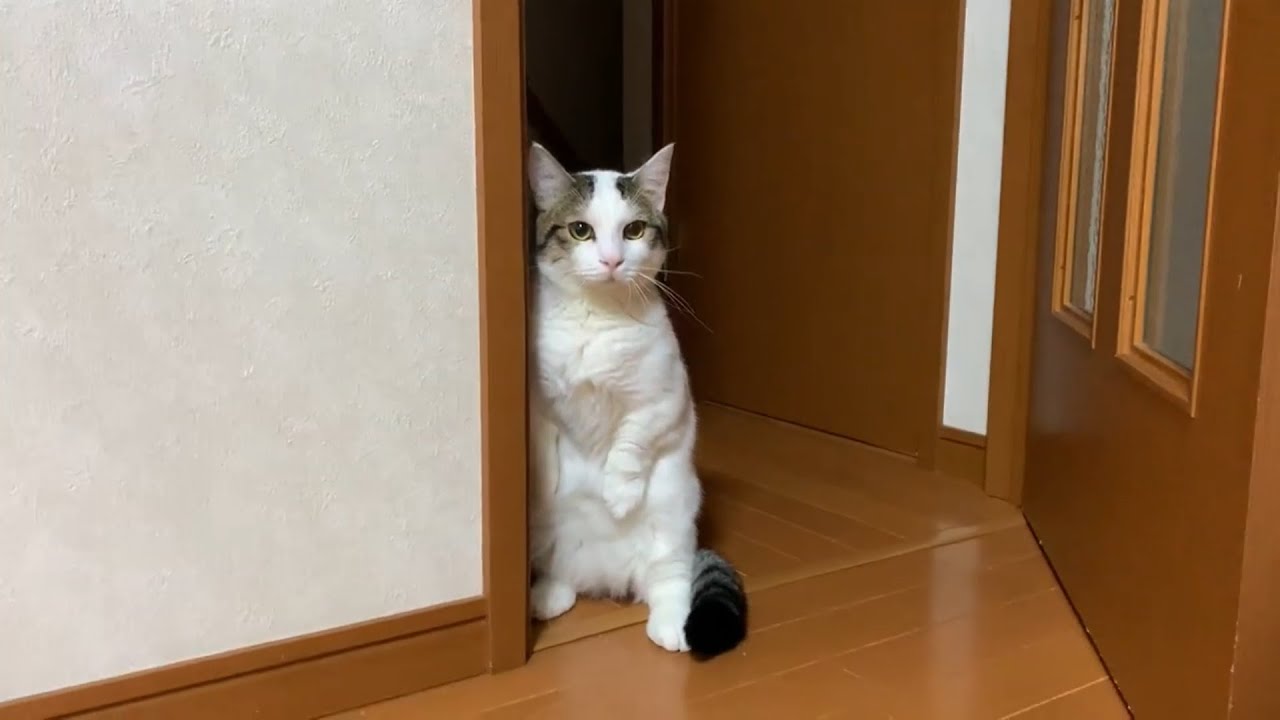 自分の鳴き声に警戒する猫さん ドキドキしながら立ち上がって 愛らしい仕草で聞き耳を立てる様子が可愛すぎる エウレカ