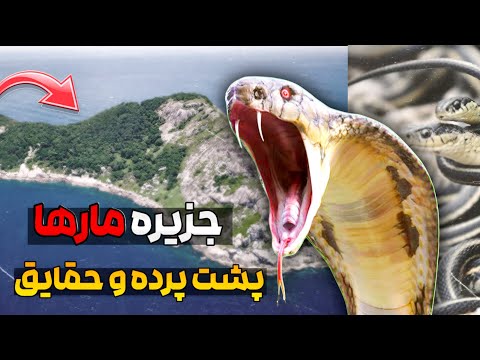 جزیره مار ها جزیره ای به شدت خطرناک در برزیل