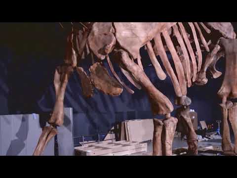 Video: A ka një fjalë paleontologji?