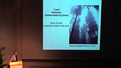 Mist Connections: A Tale of Fog and Forests