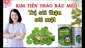 KIM TIỀN THẢO RÂU MÈO_ trị sỏi thận, sỏi bàng quang, sỏi mật. |Dược Sĩ Ngọc Bé|