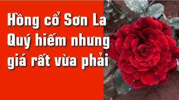 Hồng cổ Sơn La – Quý hiếm nhưng giá rất vừa phải