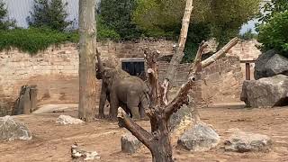 Elephants Eating at Chester Zoo
