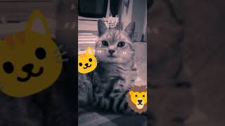 СЪЕМКИ ФИЛЬМА | Приключения шерстяного 🐱