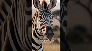 Why Zebras Have Stripes… Will Surprise You 😳🦓 #wildlifeentertainment #animalfacts #wildlife #zebra