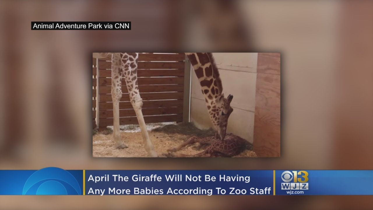 April The Giraffe Is Heading Into Retirement, Onto Birth Control YouTube