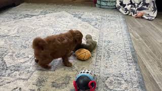 Hutch - F1B Mini Goldendoodle DOB 12-26