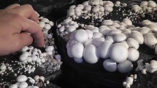 Обзор мицелия разных производителей Обзор мицелия разных производителей