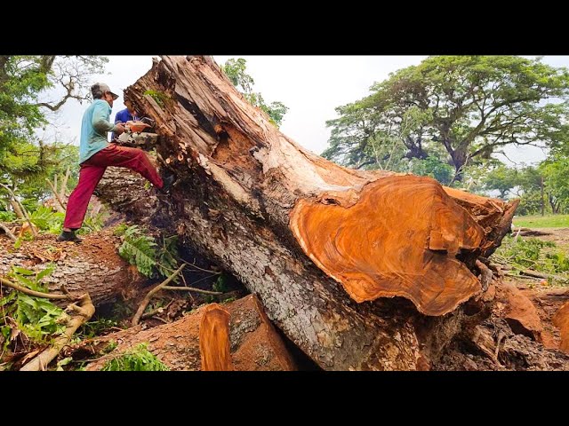 AMAZING ‼️CUTTING LARGE ROUND 5.30 CM TREMBESI TREES WITH AN OLD STIHL MACHINE#MS660#MS070 class=