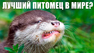 Кто такие Выдры и 7 Причин не заводить Выдру дома!