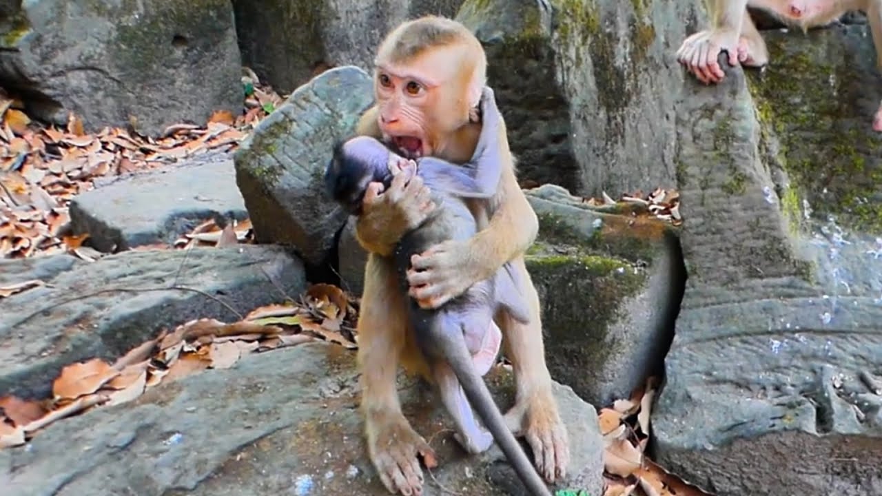 The Monkey Luna family comes to the meeting with Monkey Amber. Look, they're happy.