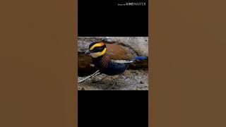 Suara burung paok pancawarna