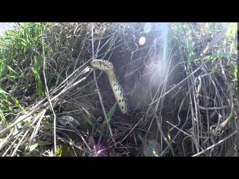 Bullsnake Periscoping