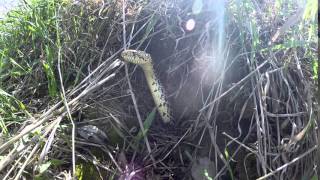 Bullsnake Periscoping