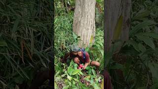 looking for jungle guava 😭 #fyp