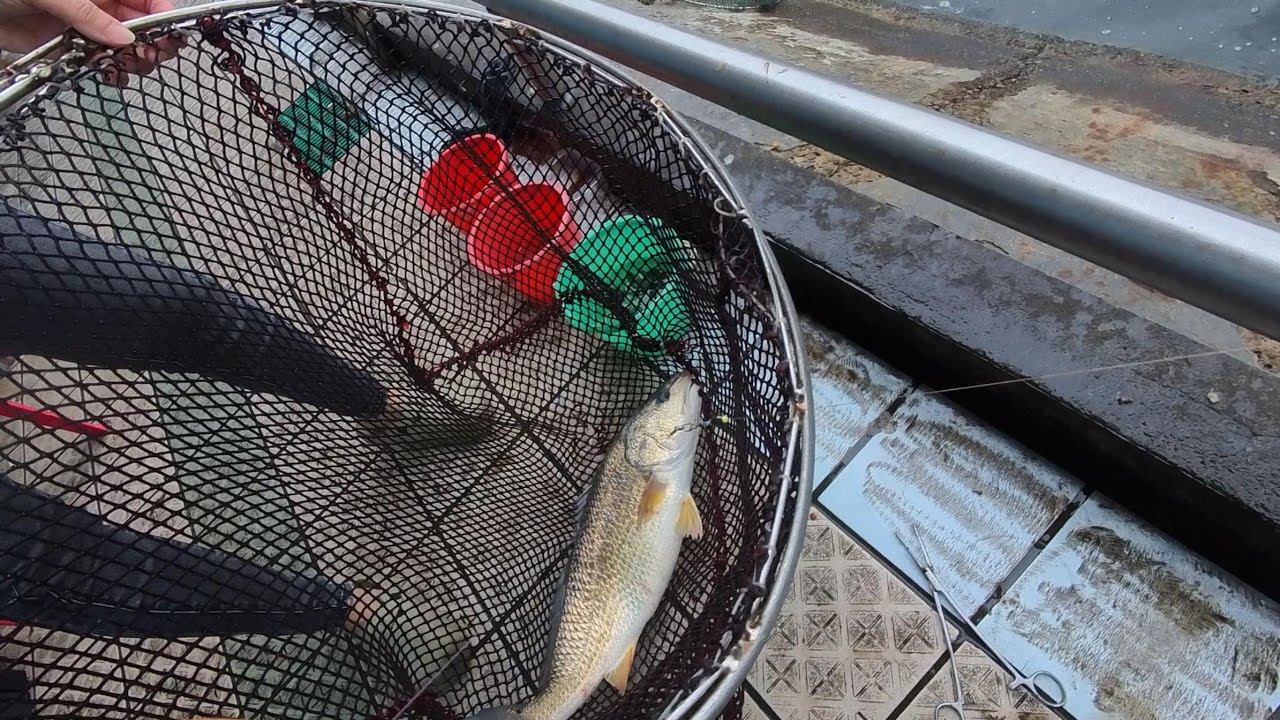 大湖海釣場-初訪收穫就不錯