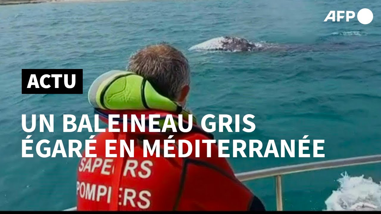 Une baleine grise égarée observée pour la première fois en Méditerranée