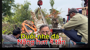 Cẩu cây Duối nhè đá nặng hơn 4 tấn vào chậu tại vườn em chính xã hồng Giang lục ngạn Bắc Giang