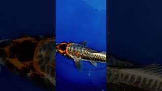 antikan ini bikin candu #shortvideo #ikankoiberkualitas #viral #koifish #koi #trending #ikankoi