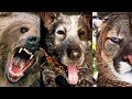 FAR CRY 5 - Which Animal Companion Is The Best? FAR CRY 5 - Which Animal Companion Is The Best?