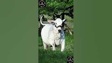 Sapi brahman #sapi #sapimakan #sapijumbo #sapigemuk #cow #sapilucu