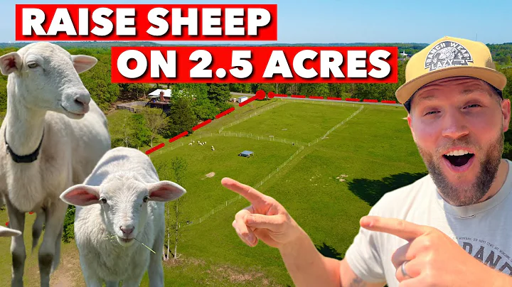 HOW TO RAISE SHEEP FOR BEGINNERS ON 2.5 ACRES OR LESS