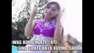 kucing garong tarling