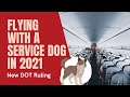 Flying with a Service Dog in 2021 | New US DOT Rules