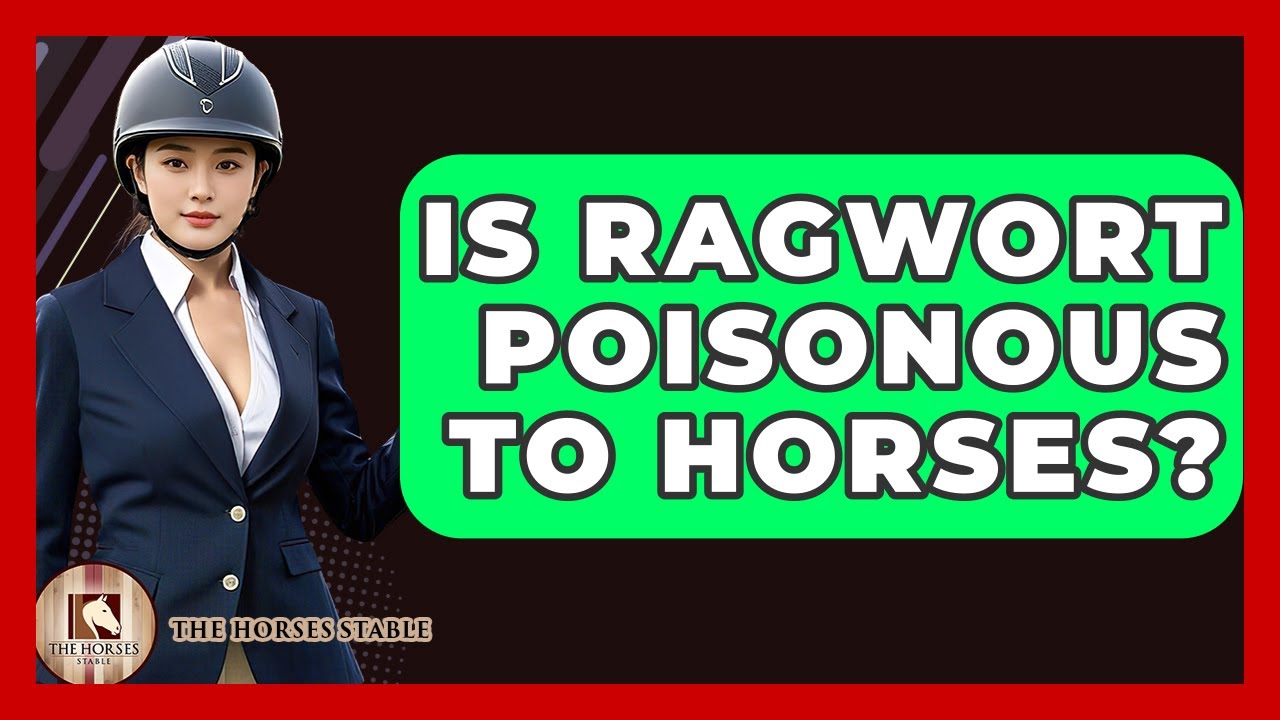 Is Ragwort Poisonous To Horses? - The Horses Stable