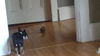 4M Chihuahuas Maxwell & the Suspicious Squirrel