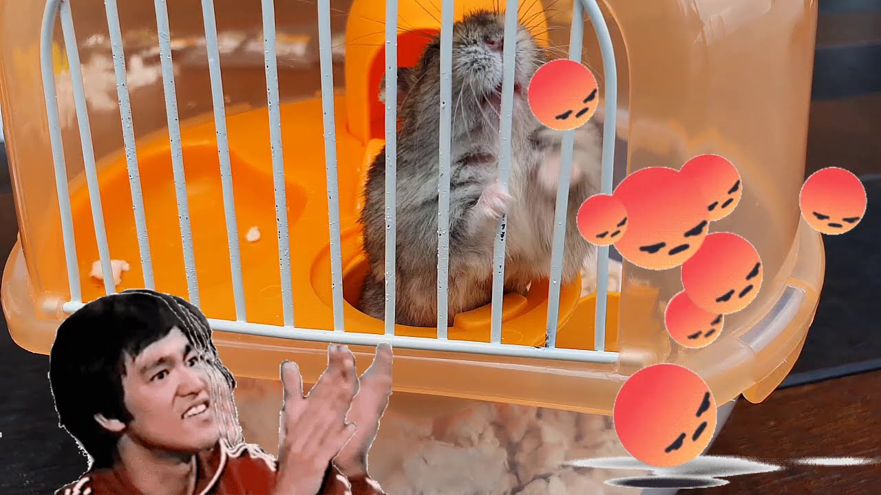 Hamster Luk Luk 讲鸟话之仓鼠笼子价格马来西亚 仓鼠笼子价格马来西亚 Youtube