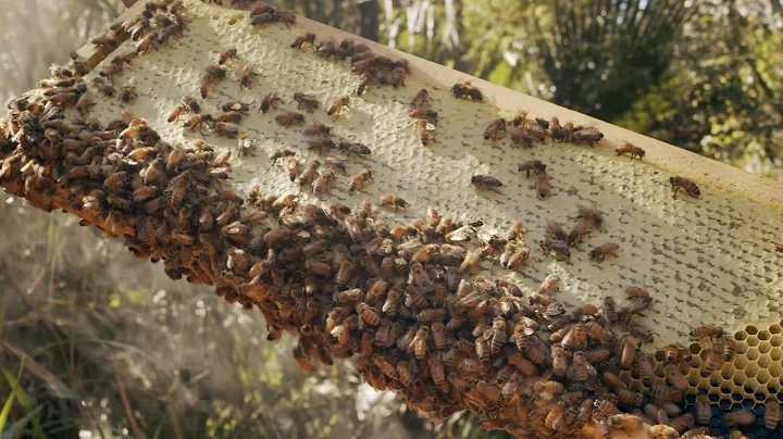 Honey Bees (101) and Fall 2020 Harvest!