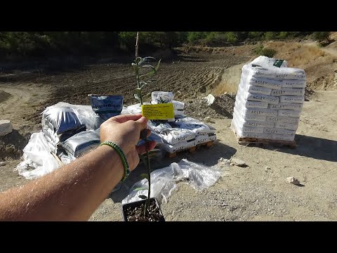 ΑΤΤΑΠΟΥΛΓΙΤΗΣ ΚΑΙ SUPERORGAN