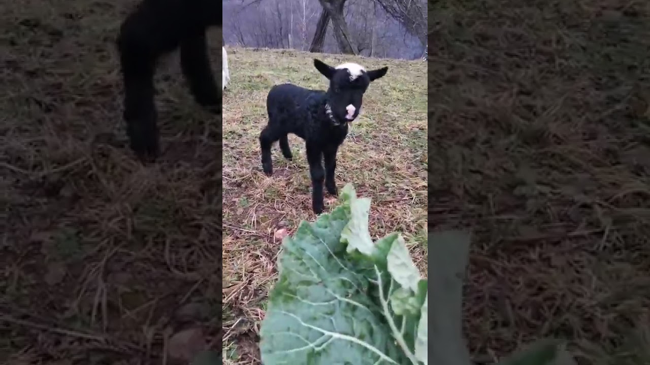 Stigla kopriva u februaru 