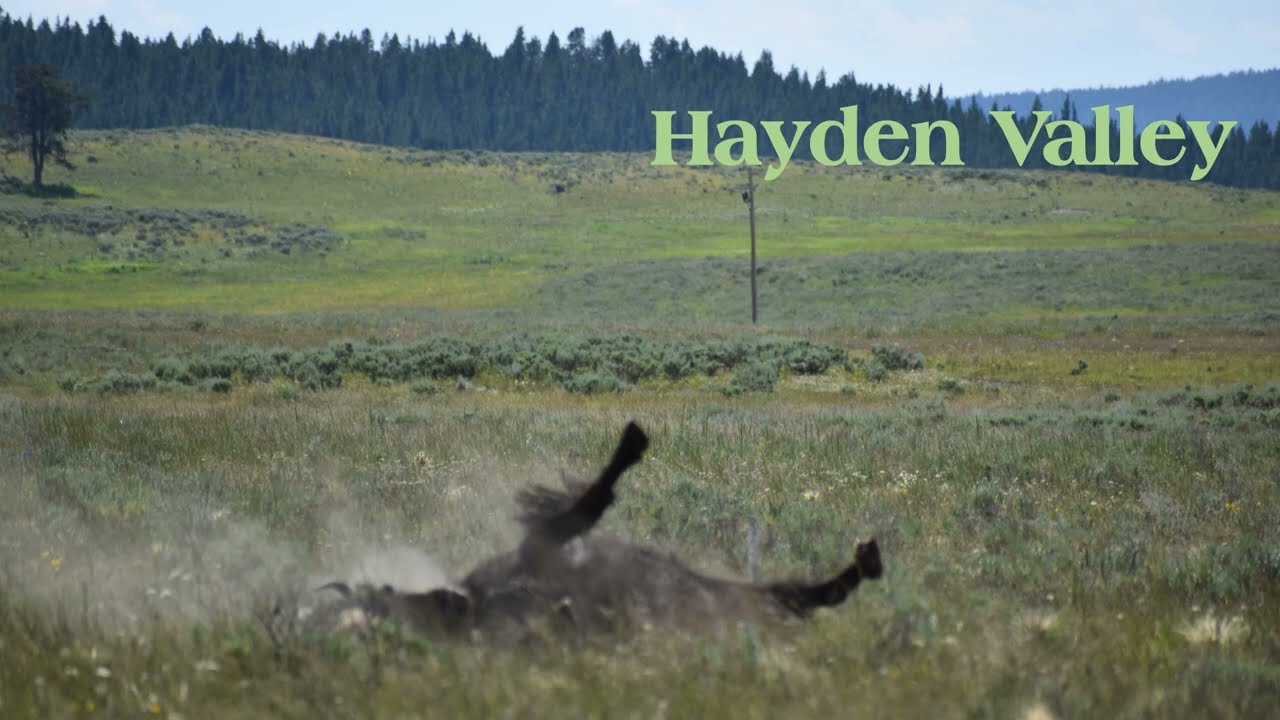 Bison wallowing at Hayden Valley in Yellowstone National Park
