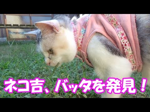 可愛い画像 In the evening, Cat found a grasshopper in the garden