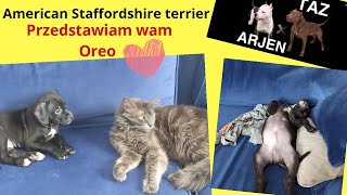 Przedstawiam Wam Oreo Małego American Staffordshire Terriera