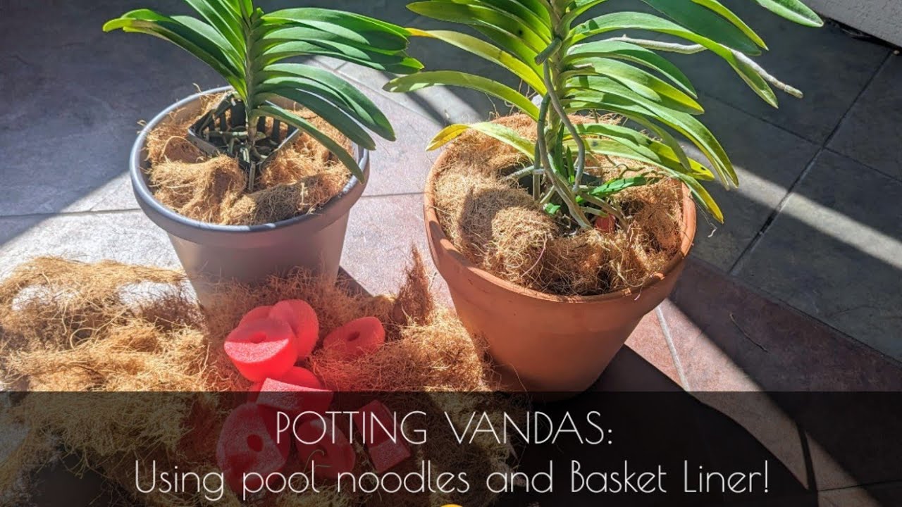 Pot the New Vandas WITH ME! (Using pool noodles and basket liner!)