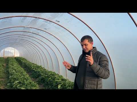 Когда нужно высаживать рассаду клубники