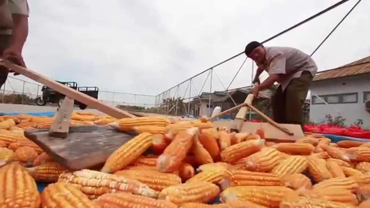 Teknologi Benih Jagung Komposit