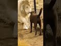 وش ماسك الكلب على الاسد تيك توك اسد كلب  ميمز