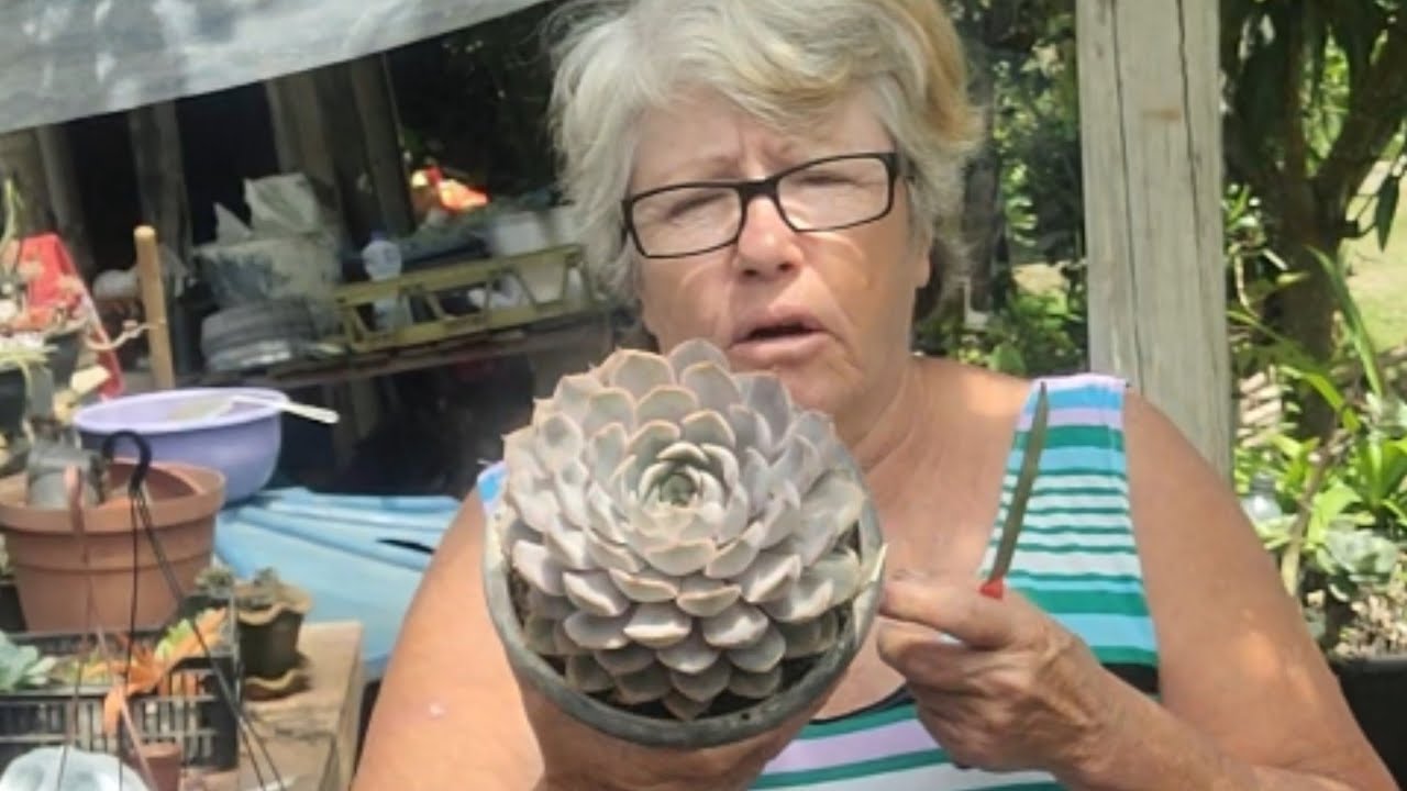 SUCULENTAS:O HOBBY QUE VIROU MINHA FONTE DE RENDA E(PAZ!)