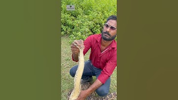 Jai Mahakal अजगर Indian rock python #mahadev #snakevideo #viralshort #viralvideo #￼￼python #shtos