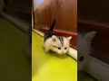قطة كيوت قطط قطة قطة صغيرة قطه كيوت قطة كيوت Cat Catvideos Catvideo Cats Small بزونه 